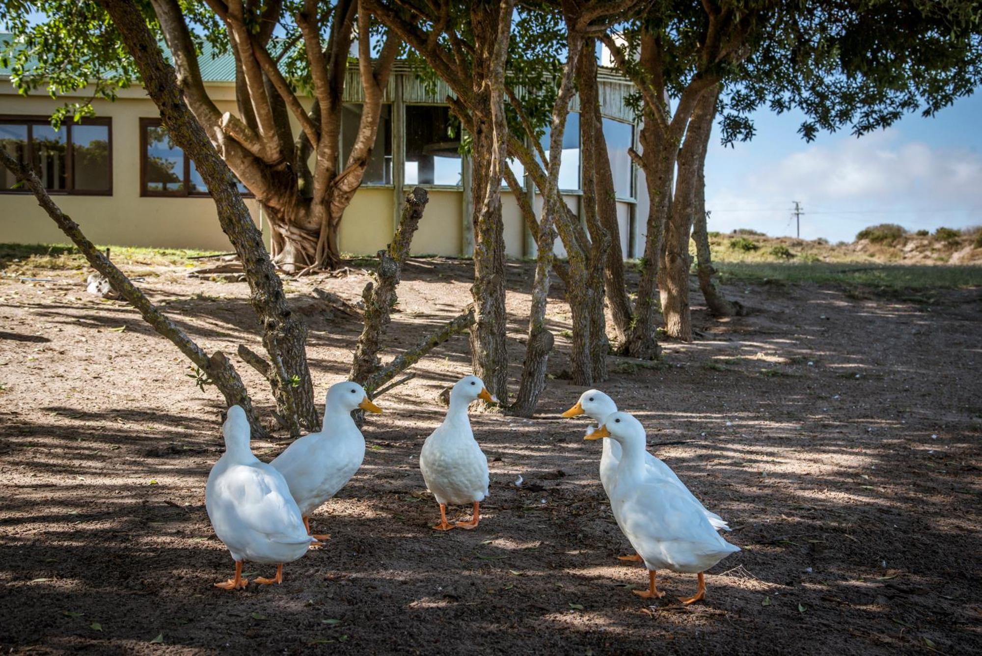 مبيت وإفطار Lambertʼs Bay Grootvlei Guest Farm المظهر الخارجي الصورة